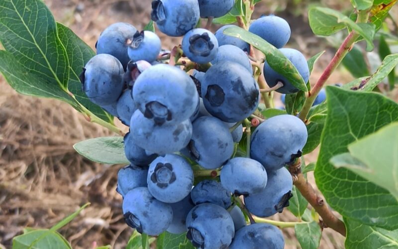 Sezon 2025 na świeże owoce rozpoczęty!